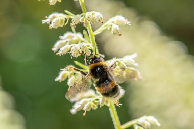 Küçük beyaz bir çiçekte nektar toplayan bir arı..