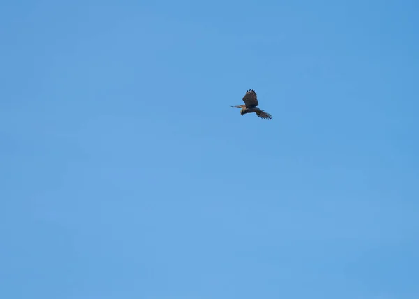 在捕猎啮齿动物的上空盘旋的欧亚大陆雀鹰 — 图库照片