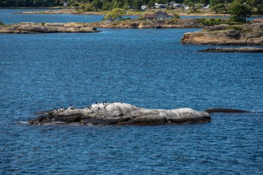 Sandefjord, Norveç - 10 Ağustos 2022: Denizdeki küçük bir skerry üzerinde oturan deniz kuşları.