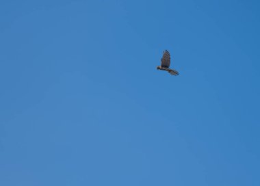 Avrasyalı atmaca Accipiter nisus bir tarla avlayan kemirgenler üzerinde süzülüyor.