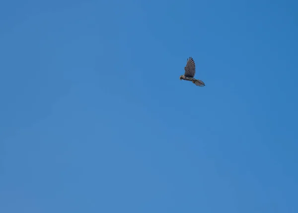 在捕猎啮齿动物的上空盘旋的欧亚大陆雀鹰 — 图库照片