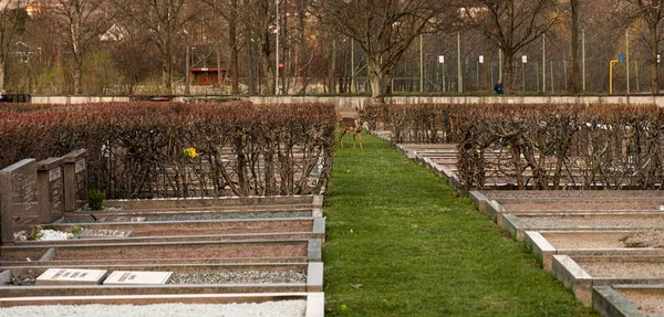 スウェーデン ヨーテボリ2021年4月18日墓地の墓の間に草の上に立つ鹿 — ストック写真