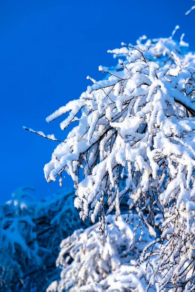 Tung Snö Ett Träd Starkt Solljus — Stockfoto