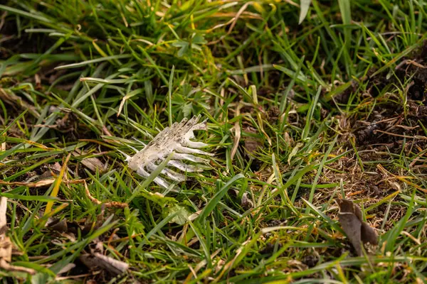 stock image White fish bones in grass.