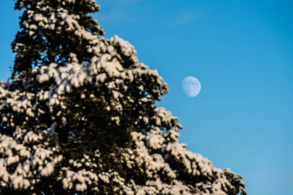 Fullmåne Mitt Dagen Gömmer Sig Bakom Ett Träd — Stockfoto