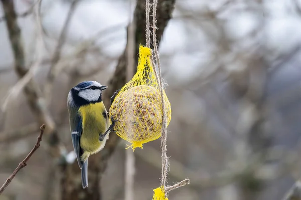 Blue Tit Eating Seed Ball Winter — Foto Stock