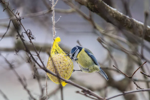 Blue Tit Eating Seed Ball Winter — Foto Stock