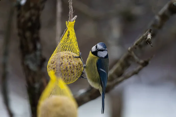 Blue Tit Eating Seed Ball Winter — Φωτογραφία Αρχείου