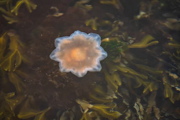 Stinging Jellyfish Swimming Sea — Stockfoto