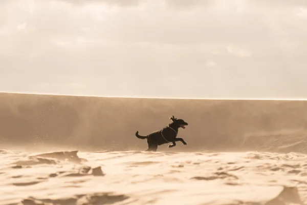 Скаген Дания Сентября 2014 Года Собака Играет Песчаных Дюнах — стоковое фото
