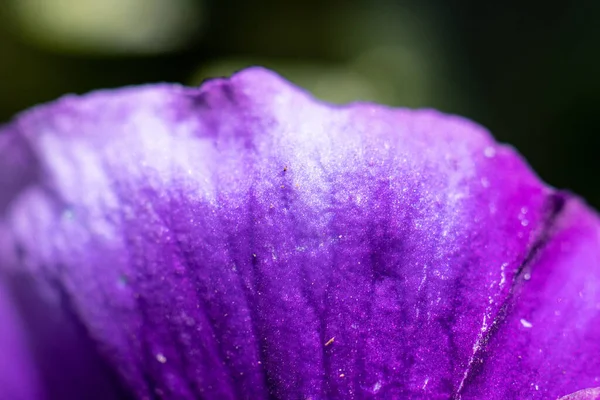Makro Nahaufnahme Eines Lila Blütenblattes — Stockfoto