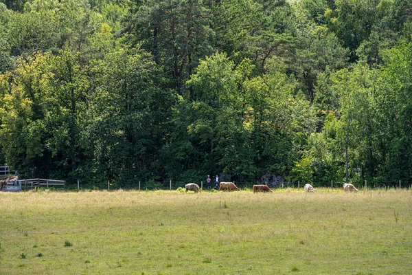2022年7月5日 瑞典哥德堡 一个在田野里放牛的家庭 — 图库照片