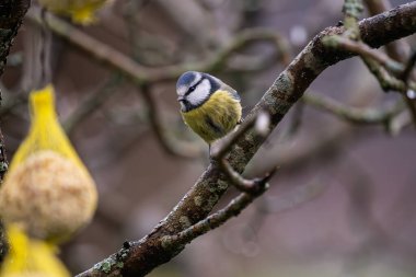 A blue tit sitting on a wet branch.