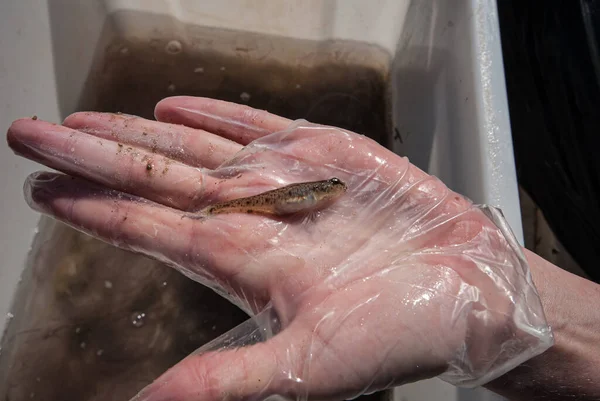 Een Kleine Vis Vastgehouden Door Een Hand Een Plastic Handschoen — Stockfoto