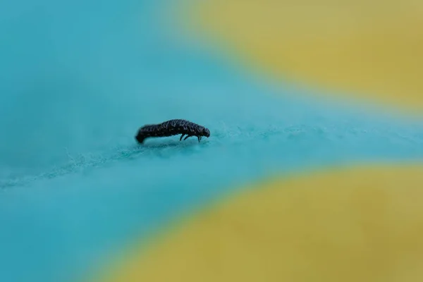 青と黄色のカーペットに沿って這う小さな黒い幼虫 — ストック写真