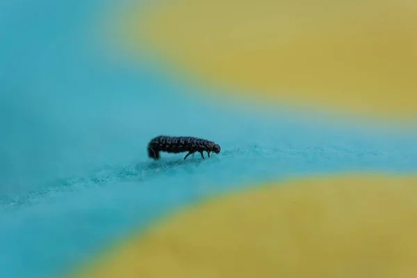 Kis Fekete Lárvák Kúsznak Kék Sárga Szőnyegen — Stock Fotó