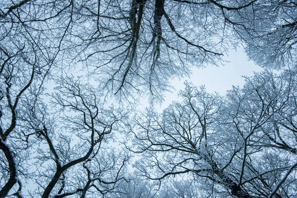 Árboles Desnudos Parque Nevado Frío —  Fotos de Stock