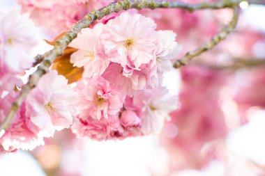 İlkbaharda pembe kiraz çiçeği.