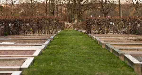 Göteborg Zweden April 2021 Een Hert Gras Tussen Graven Een — Stockfoto
