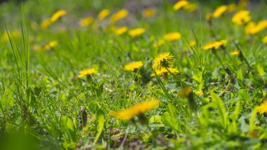 Baharda yeşil bir alanda Coltsfoot 'lar.