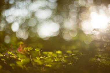 Yonca bitkileri alçak güneş altında orman zemininde.