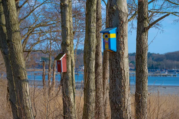Пташиний Будинок Шведських Кольорах Високо Дереві — стокове фото
