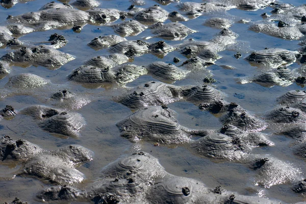 Lugworm Arenicola Mořské Obsazení Písečné Pláži — Stock fotografie