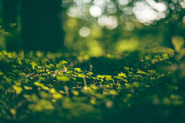 Clover plants in low sun on forest floor.