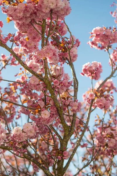 Lkbaharda Pembe Kiraz Çiçeği — Stok fotoğraf