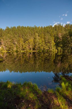 Ormandaki bir göldeki ağaçların yansımaları..