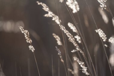 Susnset ışığında kumsalda sazlıklar.