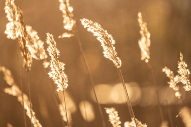 Gün batımında sazlıklar.