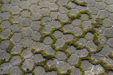 Taş levhalar arasında büyüyen yosun..