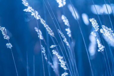 Susnset ışığında kumsalda sazlıklar.