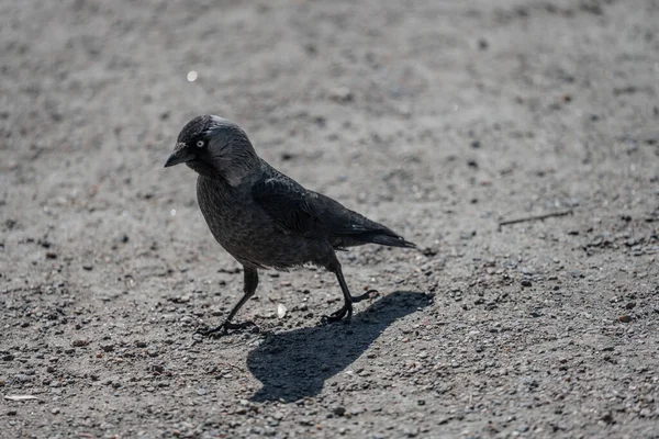 Grey Crow Walking Gravel — Stock Photo, Image