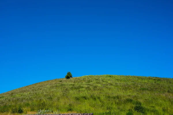 Yuvarlak Bir Tepede Küçük Bir Ağaç — Stok fotoğraf