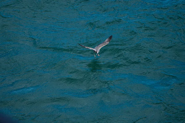 Junge Möwe Fliegt Über Dem Sog Eines Bootes — Stockfoto