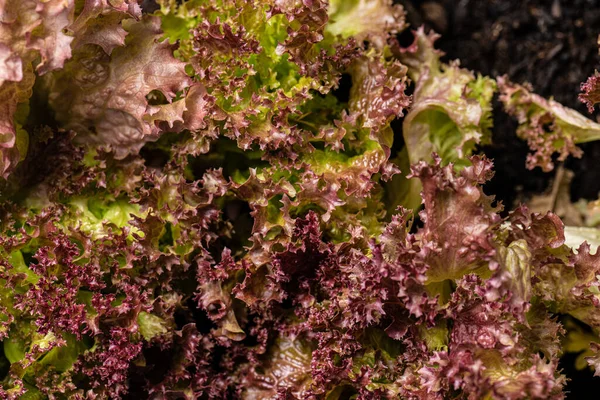 Closeup photo of red batavia salad leaves.