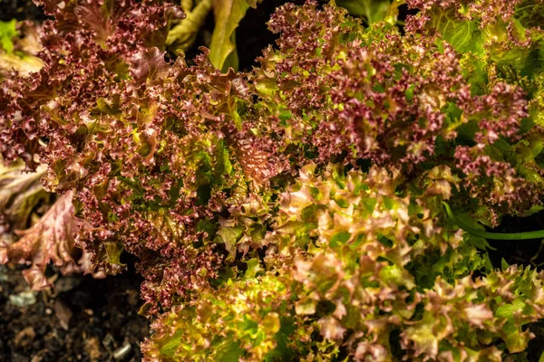 Closeup photo of red batavia salad leaves.