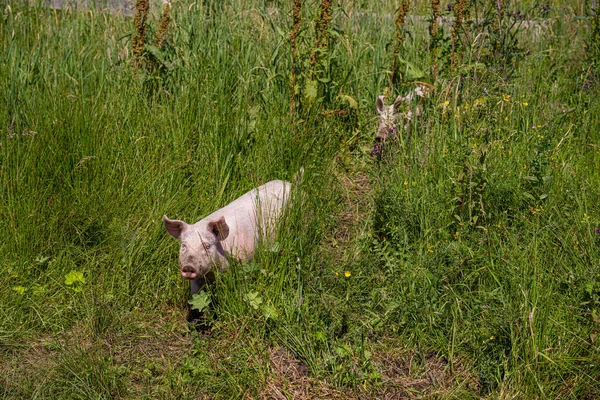 Pink Pigs Running Tall Grass — Stock Photo, Image