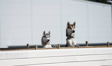 İki köpek çitin arkasına bakıyor..
