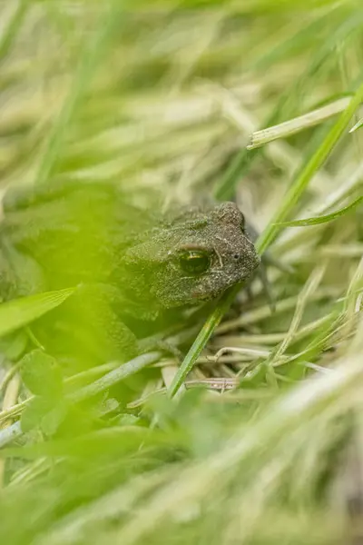 Small Brown Toad Resting Grass — Stock Photo, Image