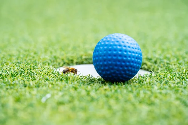 Golf Deliğinin Yanındaki Arıya Yaklaş — Stok fotoğraf