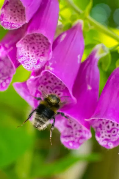 Bumblebee Εισέρχεται Ένα Foxglove Digitalis Purpurea — Φωτογραφία Αρχείου