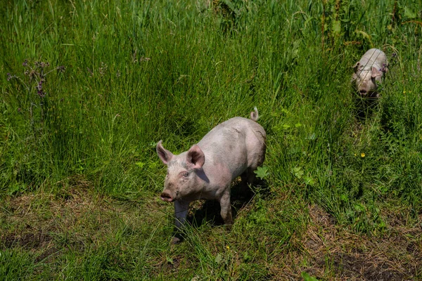 Cerdos Rosados Corriendo Por Hierba Alta — Foto de Stock