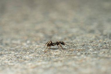 Tiny black ant strolling across a stone platter.