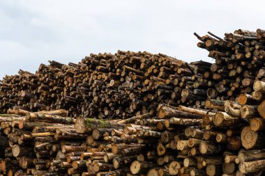 Büyük bir odun yığını gemiyle gönderilmeye hazır..