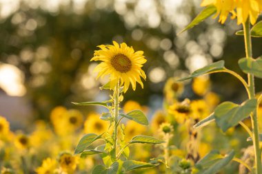 Altın günbatımı ışığında Ayçiçeği Helianthus Annuus.