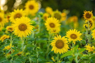 Altın günbatımı ışığında Ayçiçeği Helianthus Annuus.