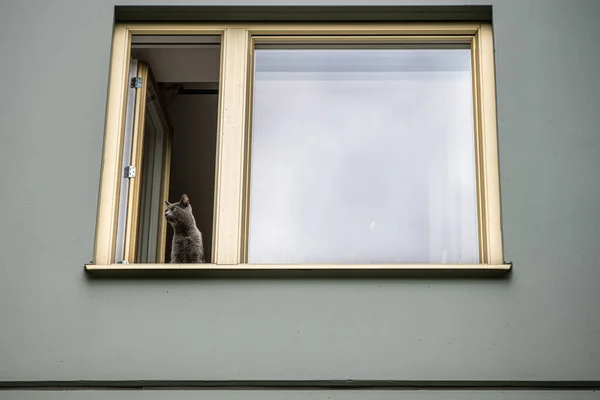 Szürke Macska Néz Egy Nyitott Ablakon — Stock Fotó